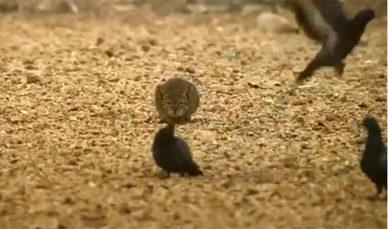 بالفيديو... قط يتصرف كالنمر ويفترس طائر حمام