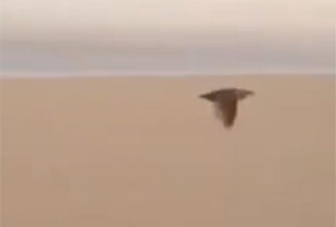 بالفيديو .. خليجي  يصطاد طائرا بيده وسط الصحراء بطريقة عجيبة 