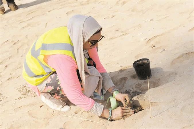 احدى المتطوعات تثبت النبات في ارض الجزيرة﻿
