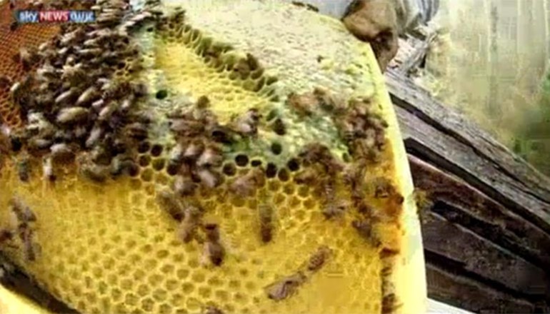 بالفيديو.. العسل الأخضر.. «تقليعة» غذائية بفرنسا