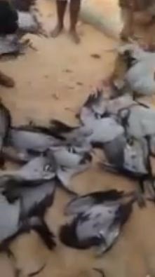 بالفيديو... قناصة خليجيون يحتفلون بصيدهم الوافر من الطيور المهاجرة