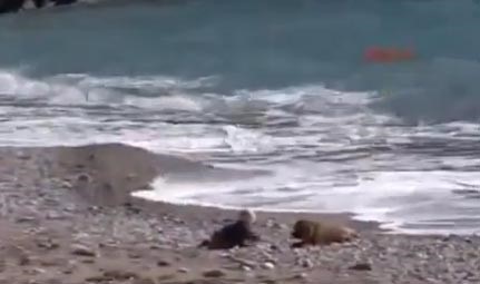 فيديو مؤثر.. كلب يعترض طريق طفل صغير لينقذه من نزول البحر و غرقه 