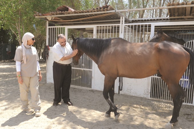 احد الجياد الموجودة في المحمية﻿
