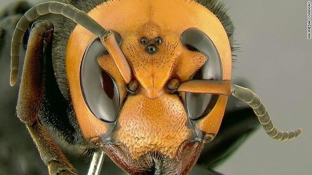 صورة :هذا هو الدبور الذي قتل 19 صينيا في ثلاثة شهور