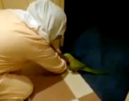 بالفيديو.. ببغاء في الكويت "مدمن تبوّس" كل ثانية!