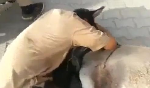 بالفيديو .. عراقي يجهش بالبكاء على حماره بعد موته نتيجة حادث