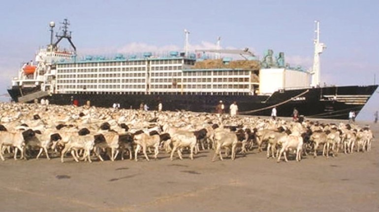 شحنة الخراف