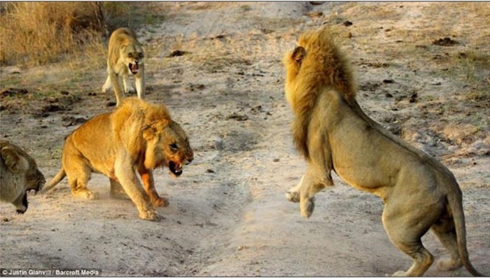 بالصور.. إناث الأسود ينقذن ذكرهن من معركة ضروس