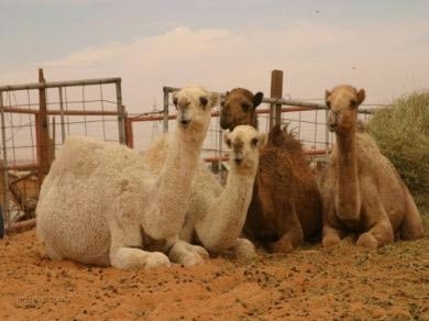سعودي يشتري إبل برقم خيالي.. تعرف عليه