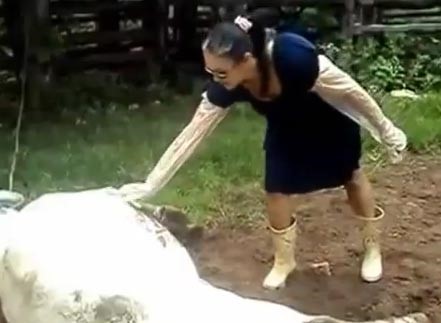 بالفيديو... رفسة قوية من بقرة كادت تقضي على امرأة وتشوه وجهها