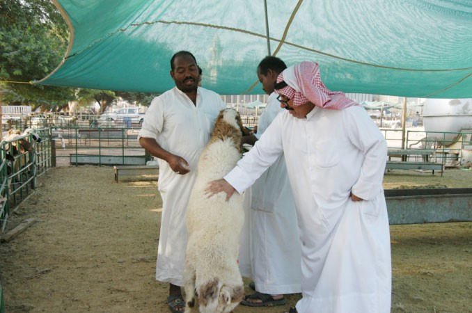 احد المواطنين يفحص الخروف قبل الشراء 	محمد خلوصي﻿