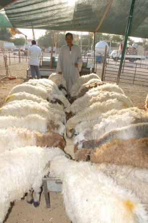 مواطنون: أسعار الأضاحي بلا رقابة