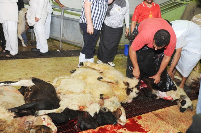 ذبح الاضاحي في المسلخ﻿