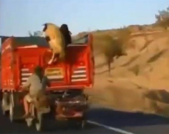 بالفيديو.. كيف يتم سرقة الأكباش من الشاحنات في تركيا ؟