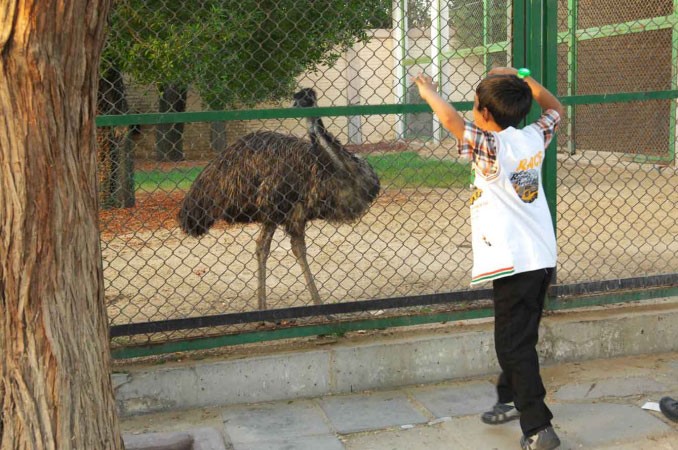 حوار خاص مع النعامة﻿