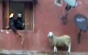 بالفيديو.. فرقة لإنقاذ خروف حاول الانتحار في الجزائر
