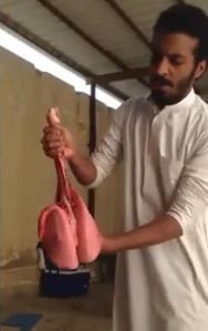 بالفيديو.. سعودي ينفخ رئة خروف بعد ذبحه