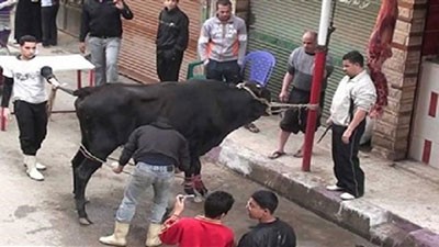 جزار مصري يلقى حتفه في مواجهة مع عجل العيد