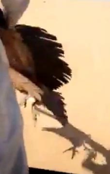 بالفيديو .. كويتي يصطاد نسراً بيديه في بر الكويت!