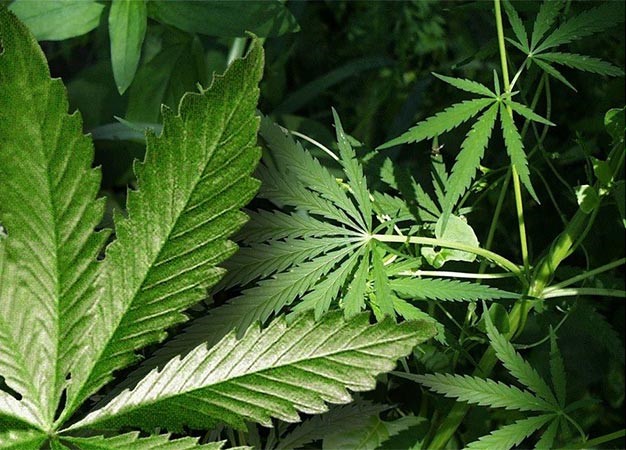 للمرة الأولى.. غالبية الأميركيين تؤيد تشريع الماريجوانا