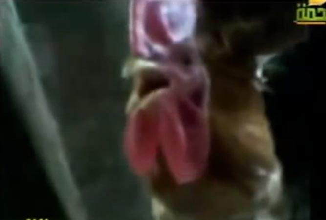 بالفيديو.. ديك يذكر اسم الله لحظة ذبحه 