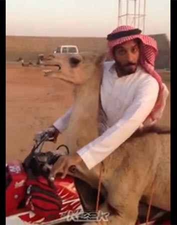 بالفيديو.. سعودي يقود بانشي برفقة جمل