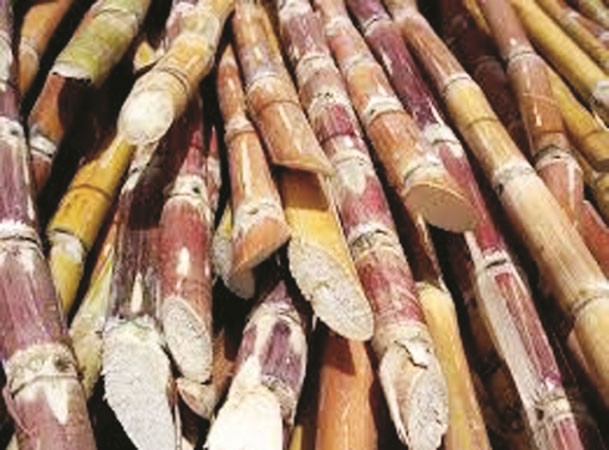 يجب ابتعاد مرضى السكري عن سكر قصب السكر
