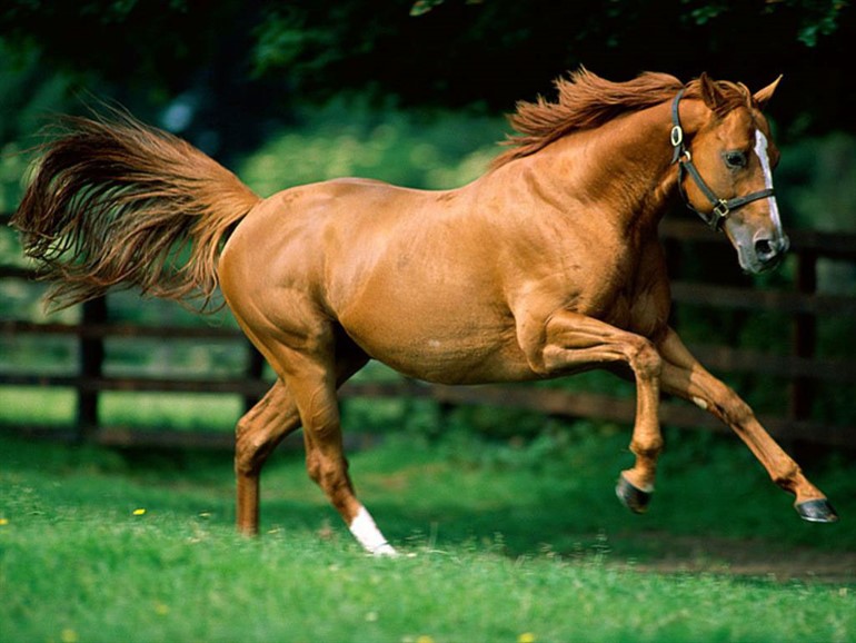 آثار للحوم الخيل في علب لحم بقري تباع في بريطانيا