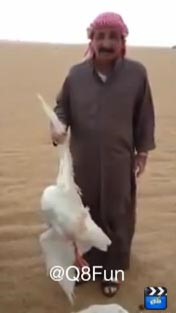 بالفيديو ... كويتي يفاخر بصيد "وز" كندي عابر في بر الكويت ... "خلك من الحباري"