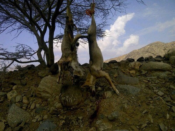 بالفيديو.. سعودي يقتل ذئبين فتكا  بأغنامه وعلقهما علي شجرة