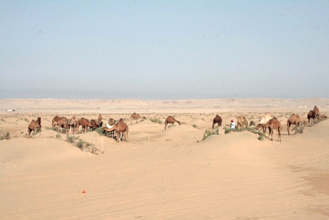 كثبان رملية بالوان متدرجة في منطقة الخويسات﻿