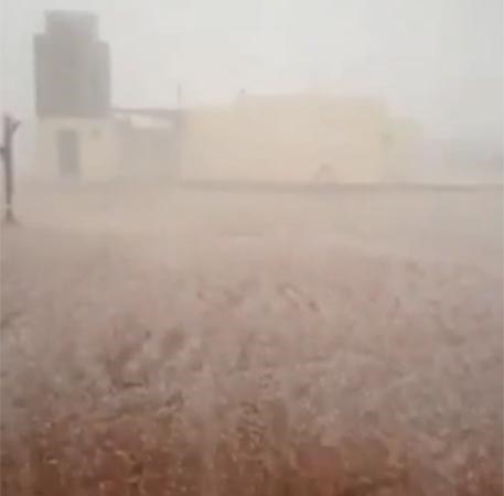 بالفيديو ... سعودي يصوِّر لحظات سقوط حبات البردي بحماسة كبيرة