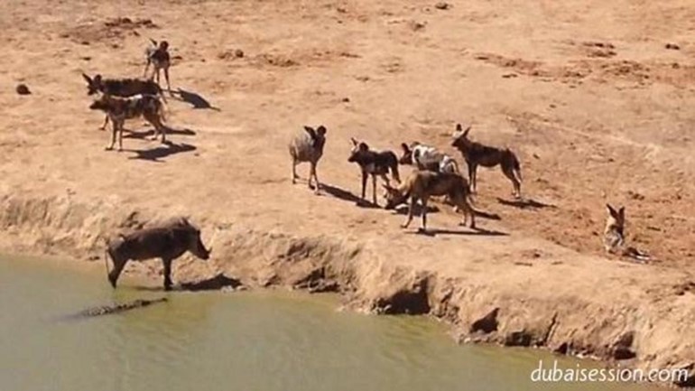 بالفيديو.. خنزير بري محاصر من قبل كلاب برية متوحشة