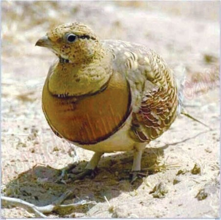 طائر القطا﻿