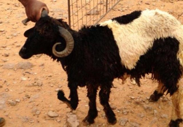 صورة.. خروف بخمسة أرجل في السعودية!!