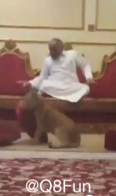 بالفيديو... مزاح ثقيل بادخال "شبل" على مسن مصري في ديوانية