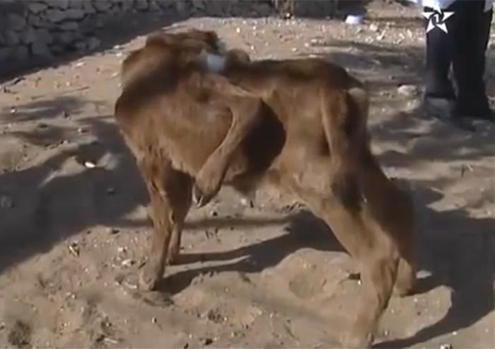 بالفيديو.. عجل بـ 6 أرجل في المغرب يثير الدهشة 