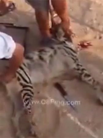 بالفيديو.. شبان سعوديون ينحرون ضبعاً اصطادوه لأكل لحمه.. ويثيرون اشمئزاز المعلقين !
