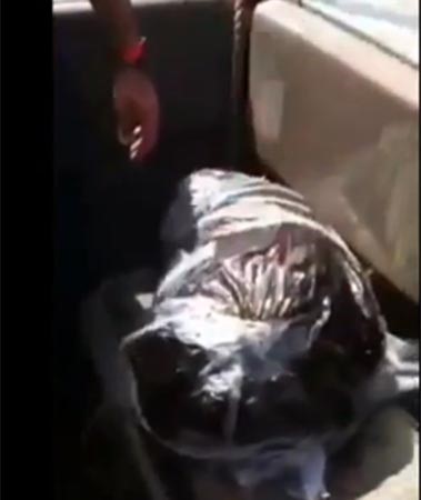 بالفيديو.. خفر السواحل تنتشل من مياه جزيرة كبر 40 كيلو حشيش