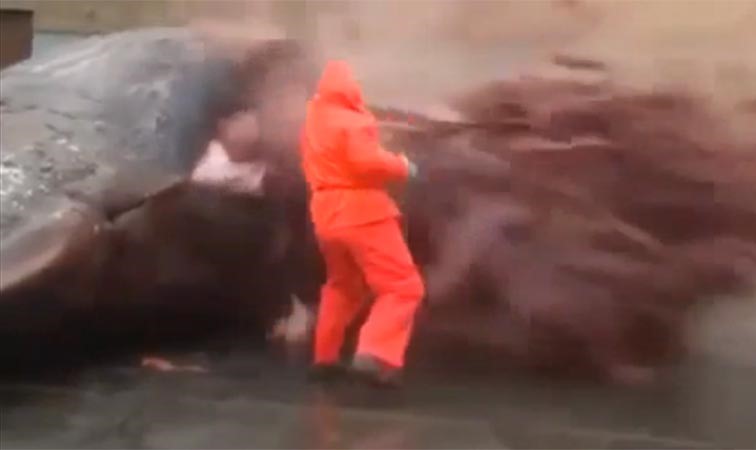 بالفيديو.. مشهد مرعب لـ «حوت مفخخ طبيعياً» ينفجر بعالم البيولوجيا ويعطيه درساً