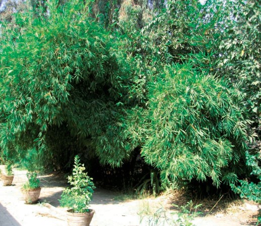 نبات البامبو ينمو 90 سنتيمترا كل يوم﻿
