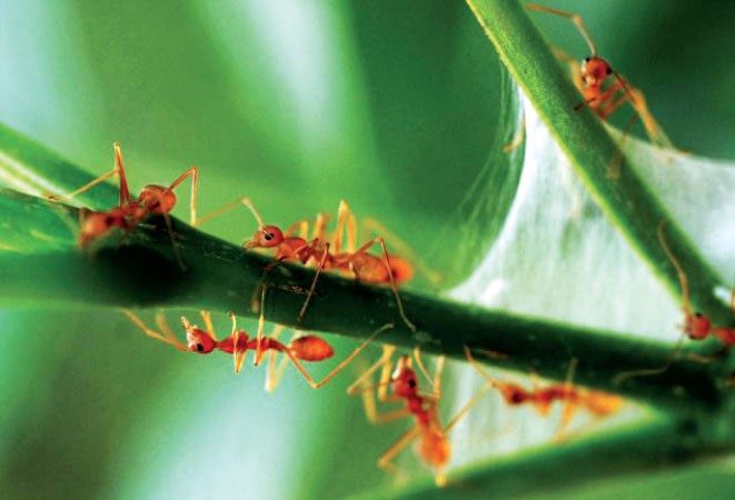 وزن النمل على الارض يعادل وزن البشر عليها﻿