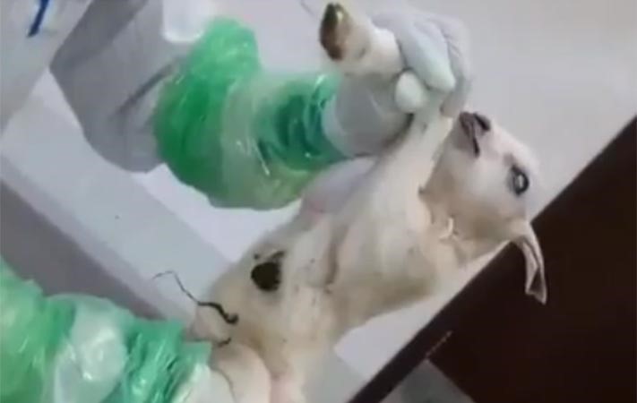 بالفيديو.. ولادة تيس بقلب خارج جسده في جازان