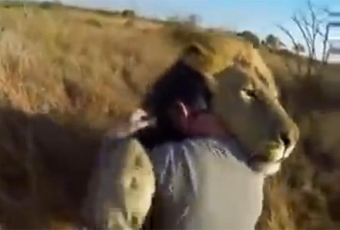 بالفيديو.. في مشهد مؤثر.. كيف رحبت الأسود بصاحبها بعد غياب طويل؟
