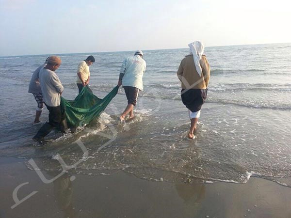 واعادة اللخمة الى البحر﻿

