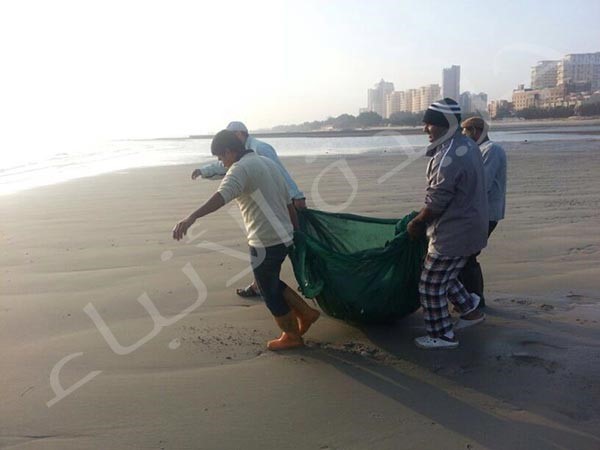 بالصور.. المواطن خالد الشميس ينقذ «لُخمة» أثناء ولادتها ويعيدها إلى المياه العميقة