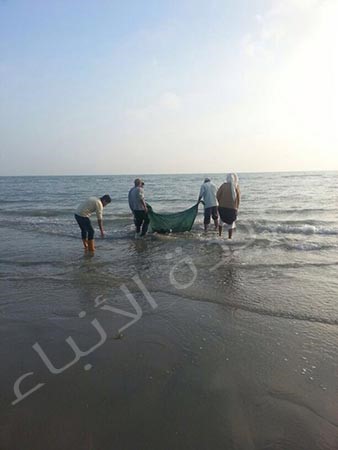 بالصور.. المواطن خالد الشميس ينقذ «لُخمة» أثناء ولادتها ويعيدها إلى المياه العميقة