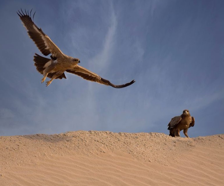 ضب «نفط الكويت» المعدني يخطف الأنظار
