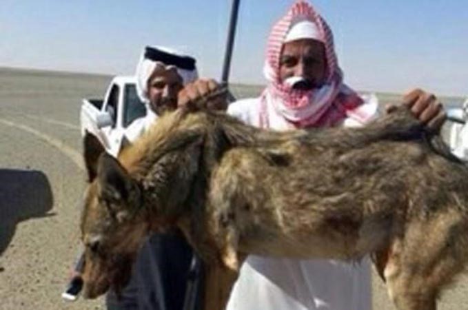 صورة: سعودي يقتل «ذئباً مفترساً»