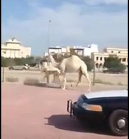 بالفيديو ... ناقة مع حوارها يتجولان على خط سريع في الكويت ... والشرطة تلاحقهما
